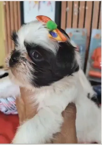 Filhotes shihtzu