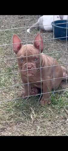American Bully micro macho ?