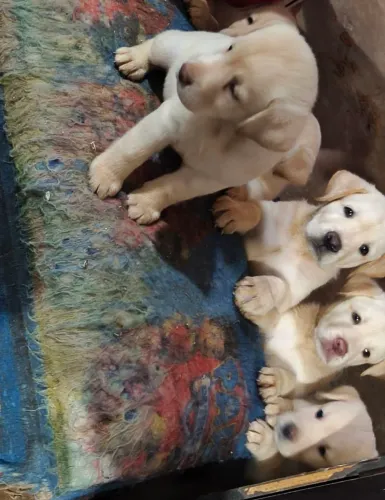 Labrador