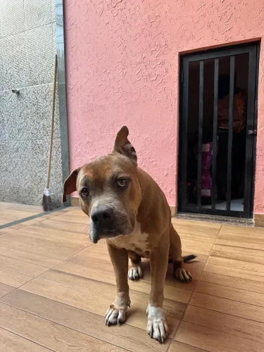 American Bully - doação