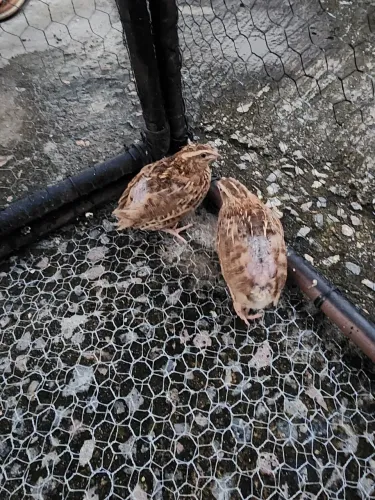 Duas Codornas 