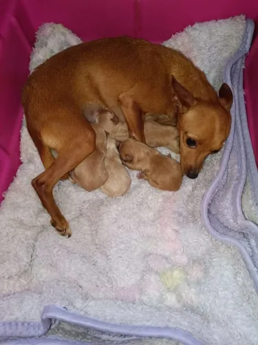 Filhotes de pinscher miniatura