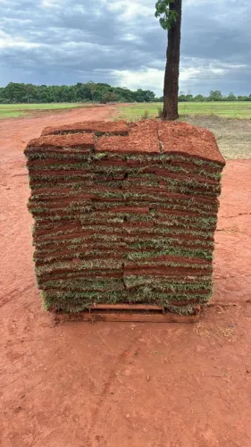 Grama esmeralda para toda Brasília e Entorno