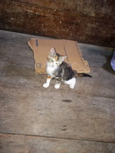 Filhote de gato pra diar