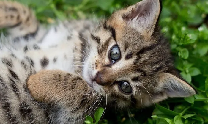 Doação Responsável felinos