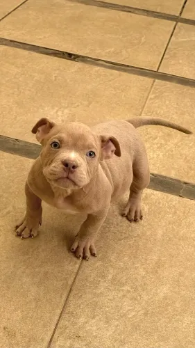 Filhote Macho - American Bully Micro - Com Pedigree