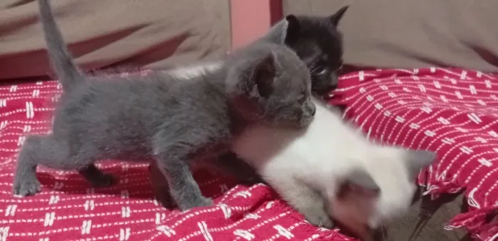 Adoção consciente de 3 gatinhas fêmeas.