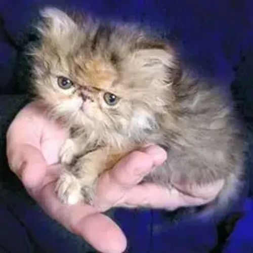 Gato Persa Filhote Branco