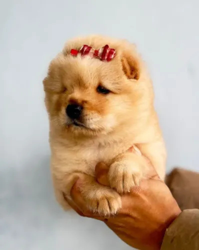 Promoção imperdivel filhotes de chow chow 599