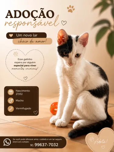 Doação Gatinho