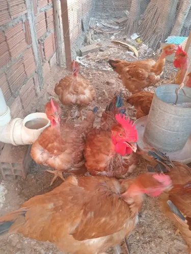 Vende-se frangos caipirão
