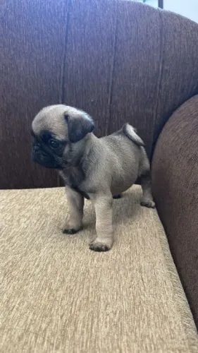 Pug,Pug Filhote Saudável Excelente Companhia