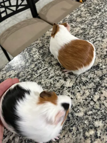 Porquinho da índia 