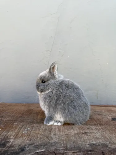 Coelho anão de netherland dwarf