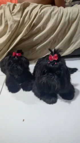 Shihtzu fêmea