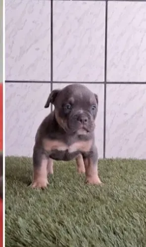 American bully pra vender