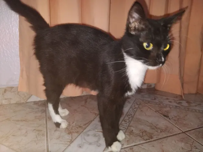 gata para doação urgente