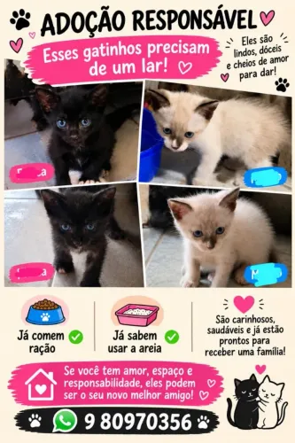 Doação responsável desses gatinhos