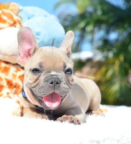 Filhotes De Bulldogue Francês - Enquanto Que Surpreende Sempre