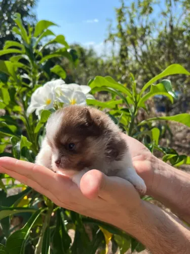 LULU DA POMERÂNIA COM PEDIGREE CBKC: ENTREGA EM JOÃO PESSOA!
