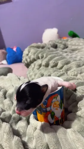 Cachorro Pinscher. 