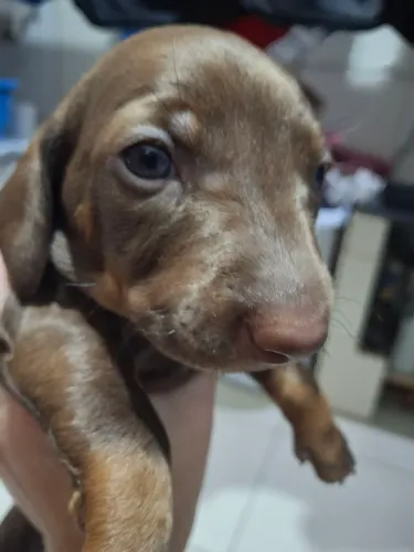 Filhote dachshund