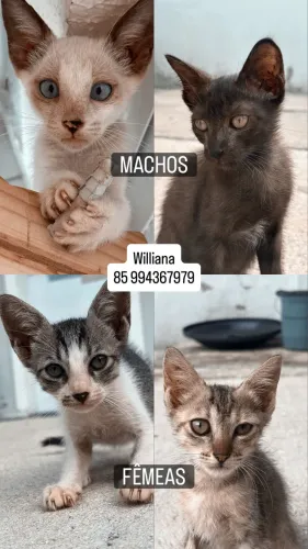 Doação de gatos filhotes 