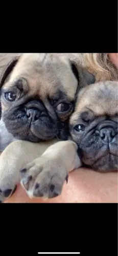 Pug