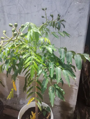 Muda de cajamanga anão