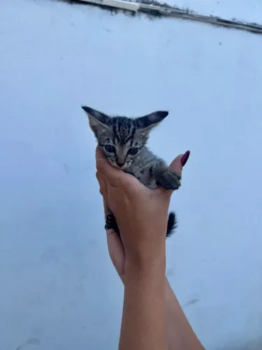 Gatinhos disponíveis para adoção! vermifugados e já comem ração