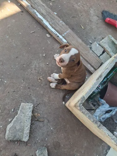 Vendo filhotes de pitbull 