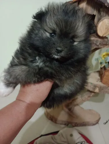 Spitz Alemão Anão, cor Laranja Macho. Em 10x de $240.00