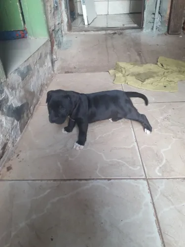 Lucas