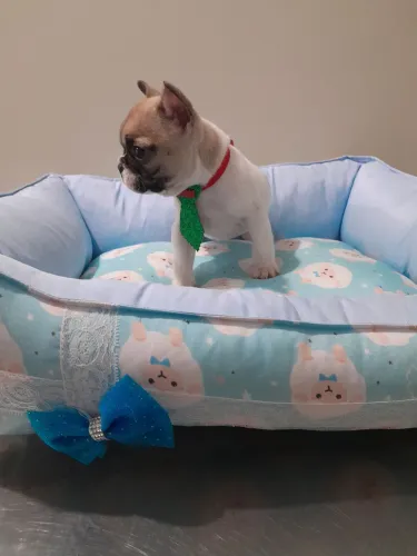 Promoção buldogue francês macho anão 