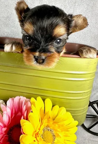 Yorkshire Terrier - Filhotes Lindos Prontos Para Um Lar Cheio De Amor