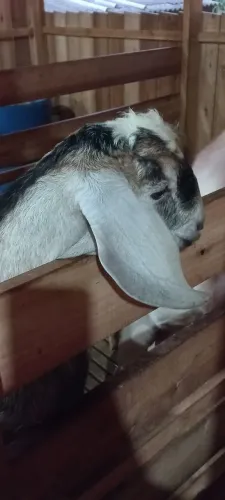 Bodinho anglonubiano puro. 