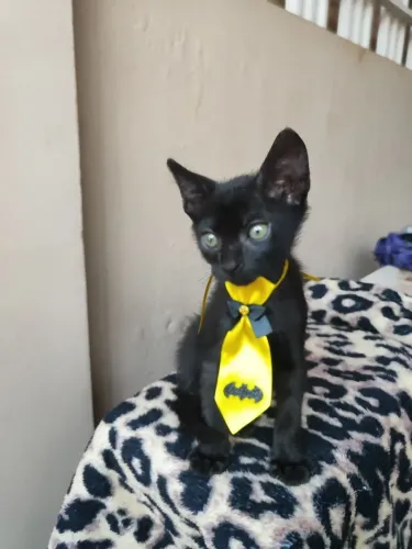 Filhote de gato para adoção