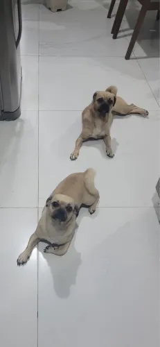 Doação cachorras