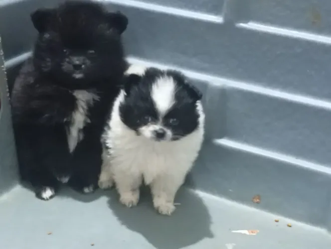 Lulu da pomerana fêmea e macho lindos spitz alemão
