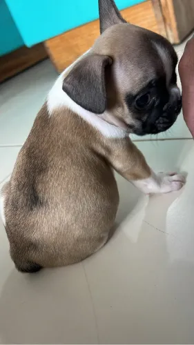 Vendo filhote de buldogue francês