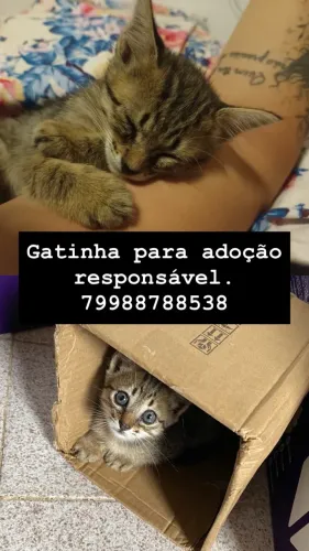 Gatinha para adoção