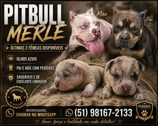 Vende-se filhotes de pitbull 
