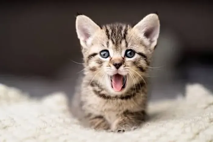 Doação de gatos filhotes itapipoca