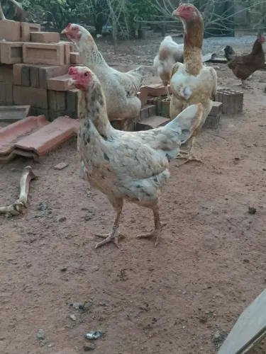 Vendo galos e galinhas.