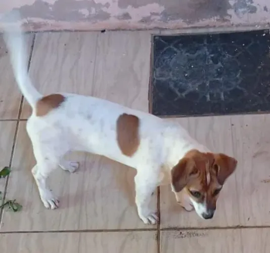 Doando fêmea filhote