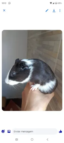 porquinho macho