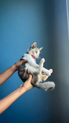 Gatinha Tricolor - disponível para adoção responsável (filhote)