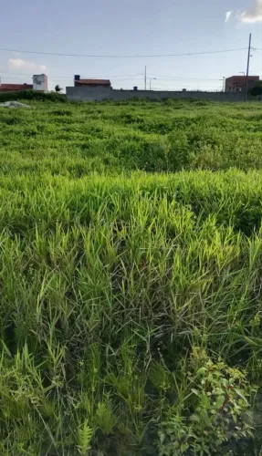 Terreno 8x20 - Montadas PB