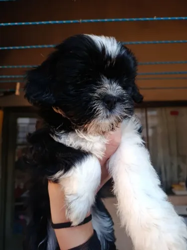 Filhote de cachorro lhasa Apso Fêmea