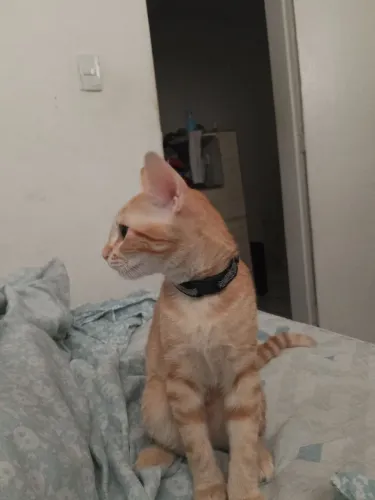 Gato laranja 